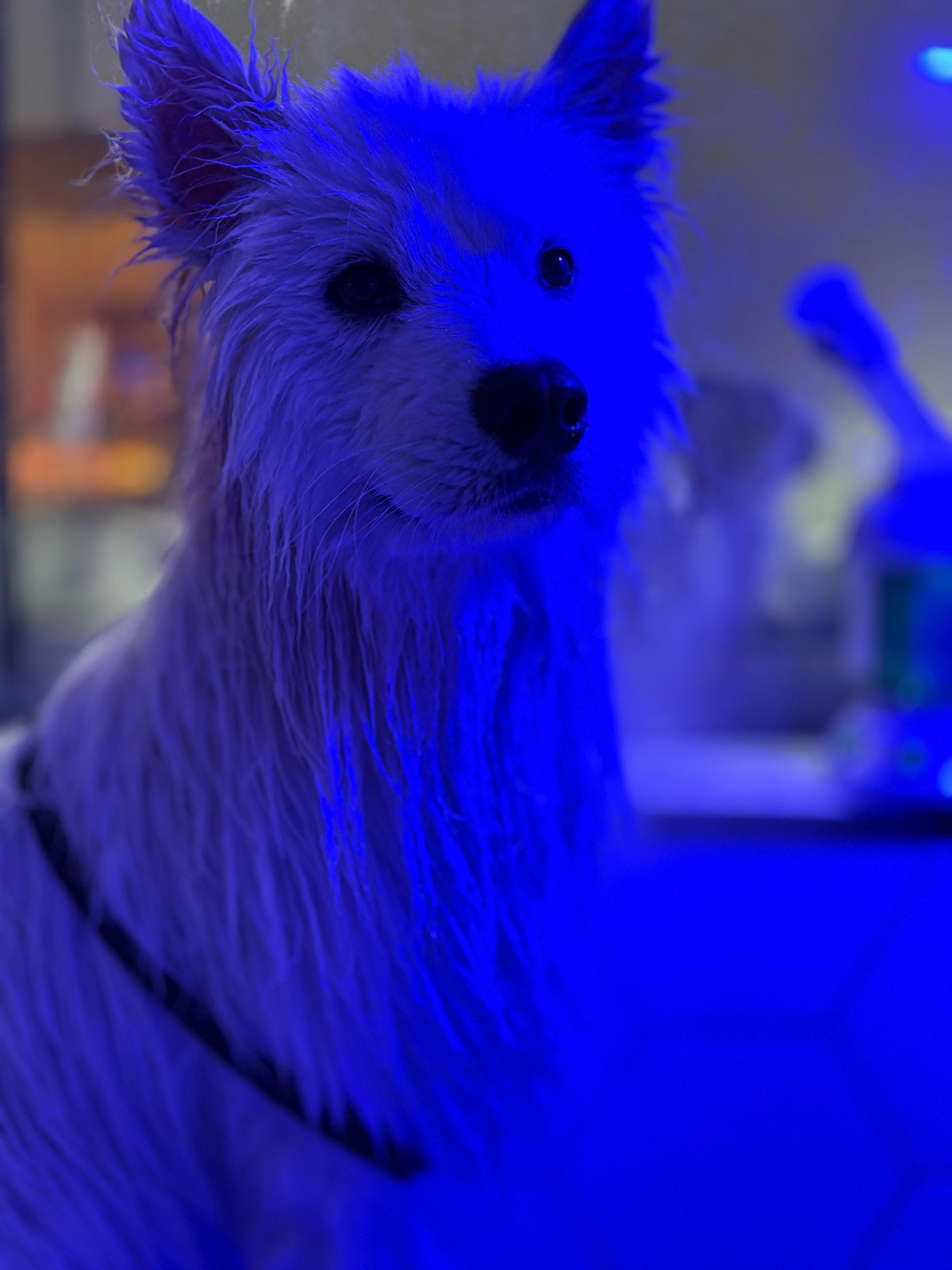Cão sendo avaliado e cuidado