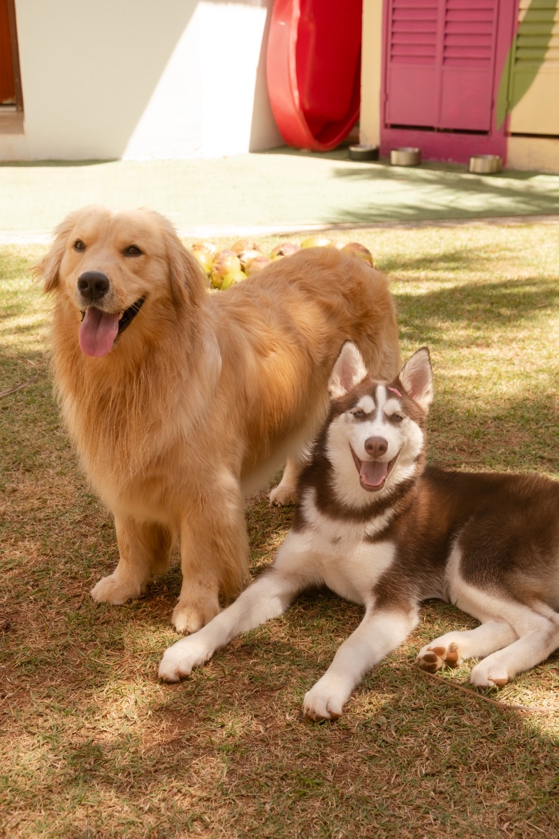 Cão no Auteliê Garden
