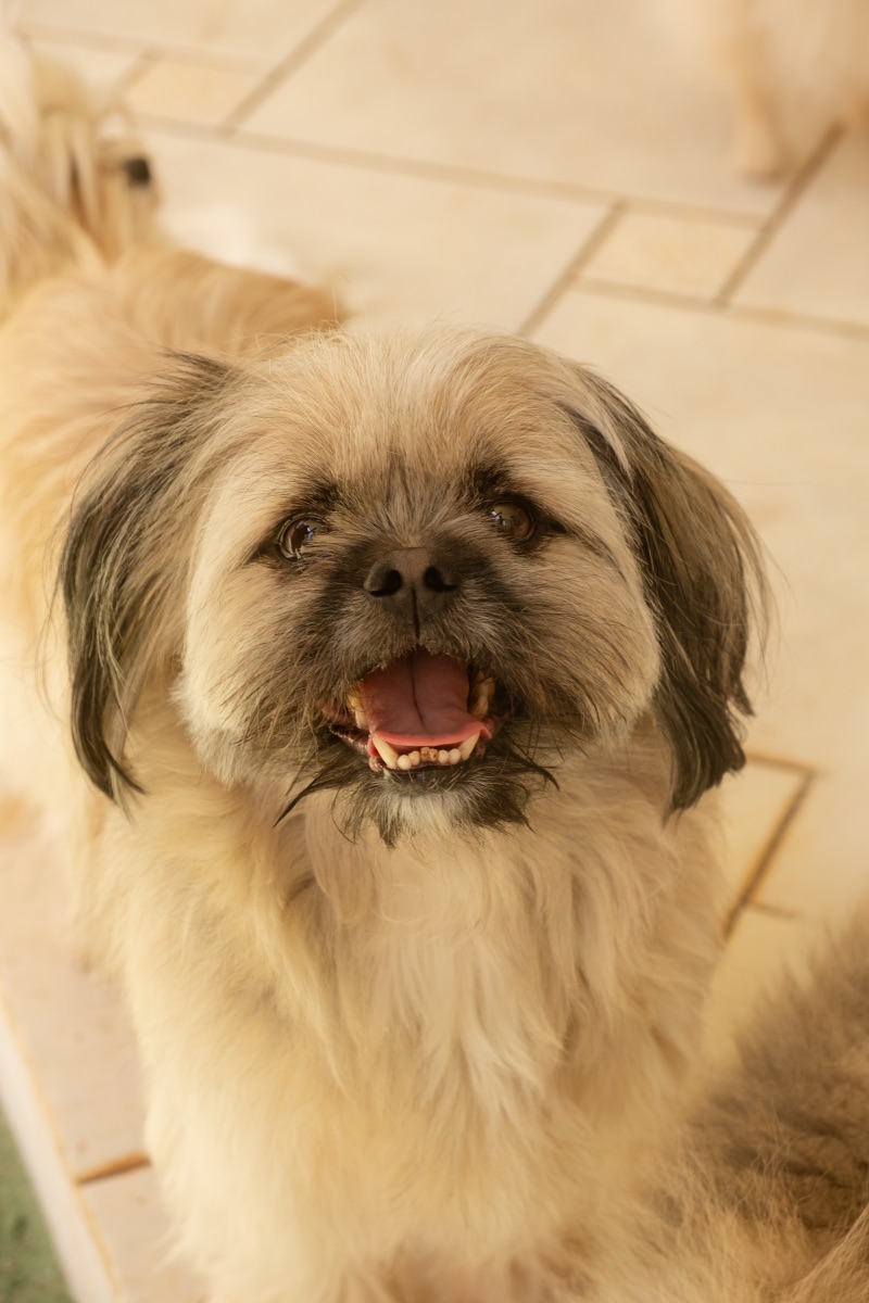 Cão no Auteliê Garden