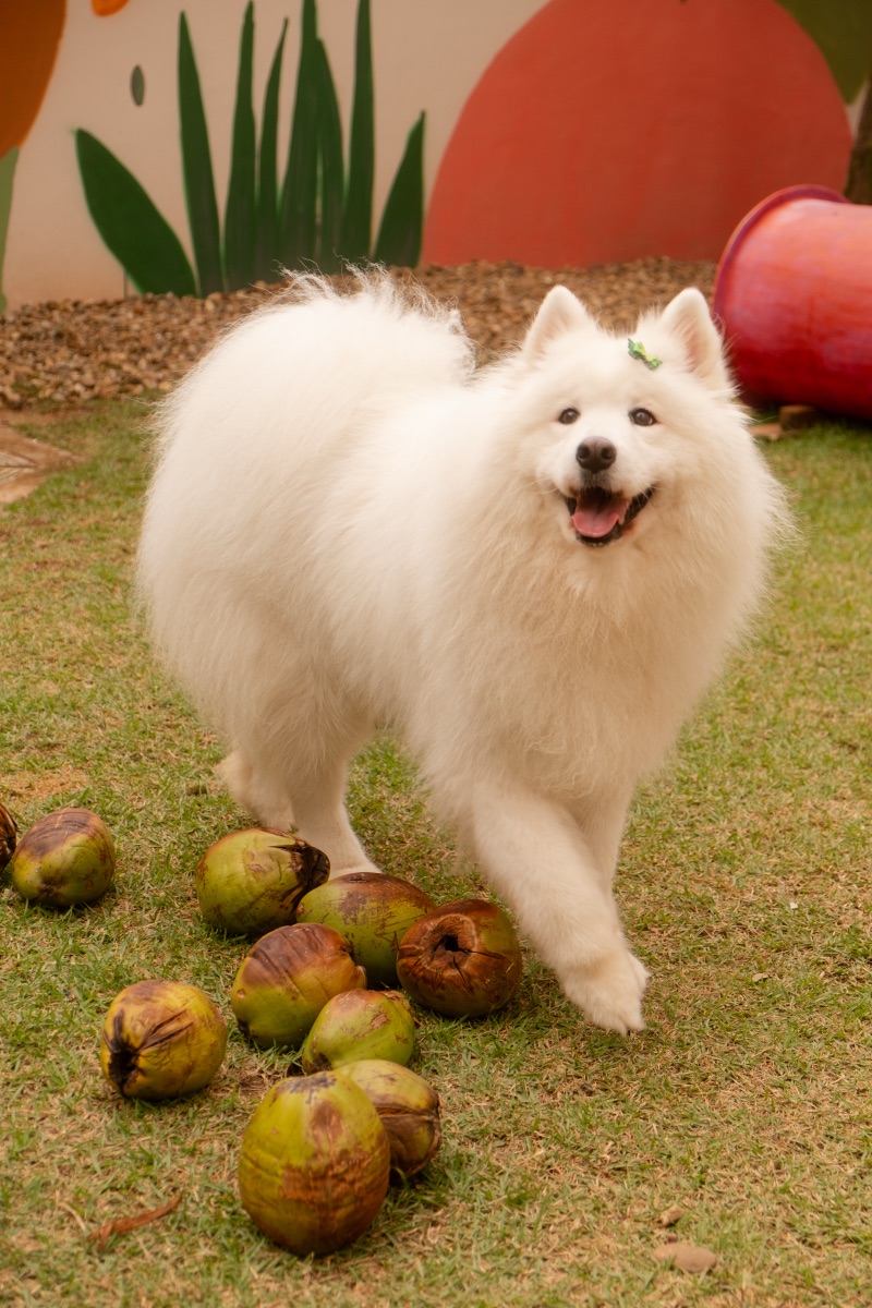 Cão no Auteliê Garden