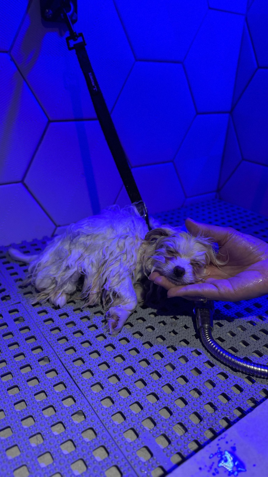 Cão sendo cuidado na Auteliê